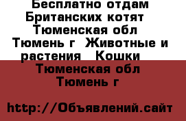 Бесплатно отдам Британских котят - Тюменская обл., Тюмень г. Животные и растения » Кошки   . Тюменская обл.,Тюмень г.